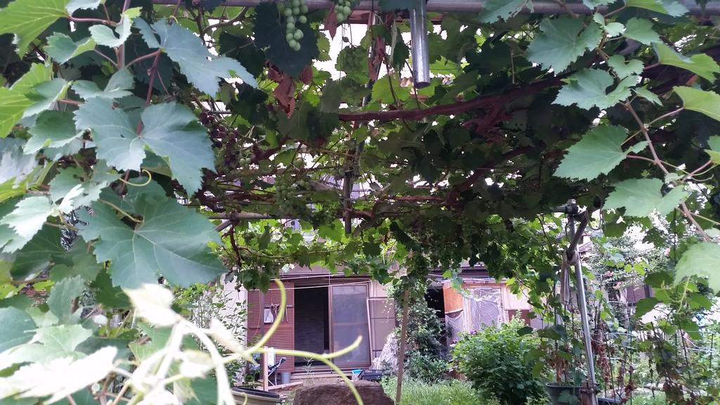 "Cherry House" Is Direct To Narita,Haneda Ap, Disney, Asakusa, Skytree Tower, Tokyo Matsudo Exterior foto