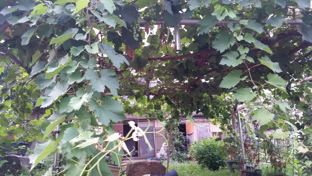 "Cherry House" Is Direct To Narita,Haneda Ap, Disney, Asakusa, Skytree Tower, Tokyo Matsudo Exterior foto
